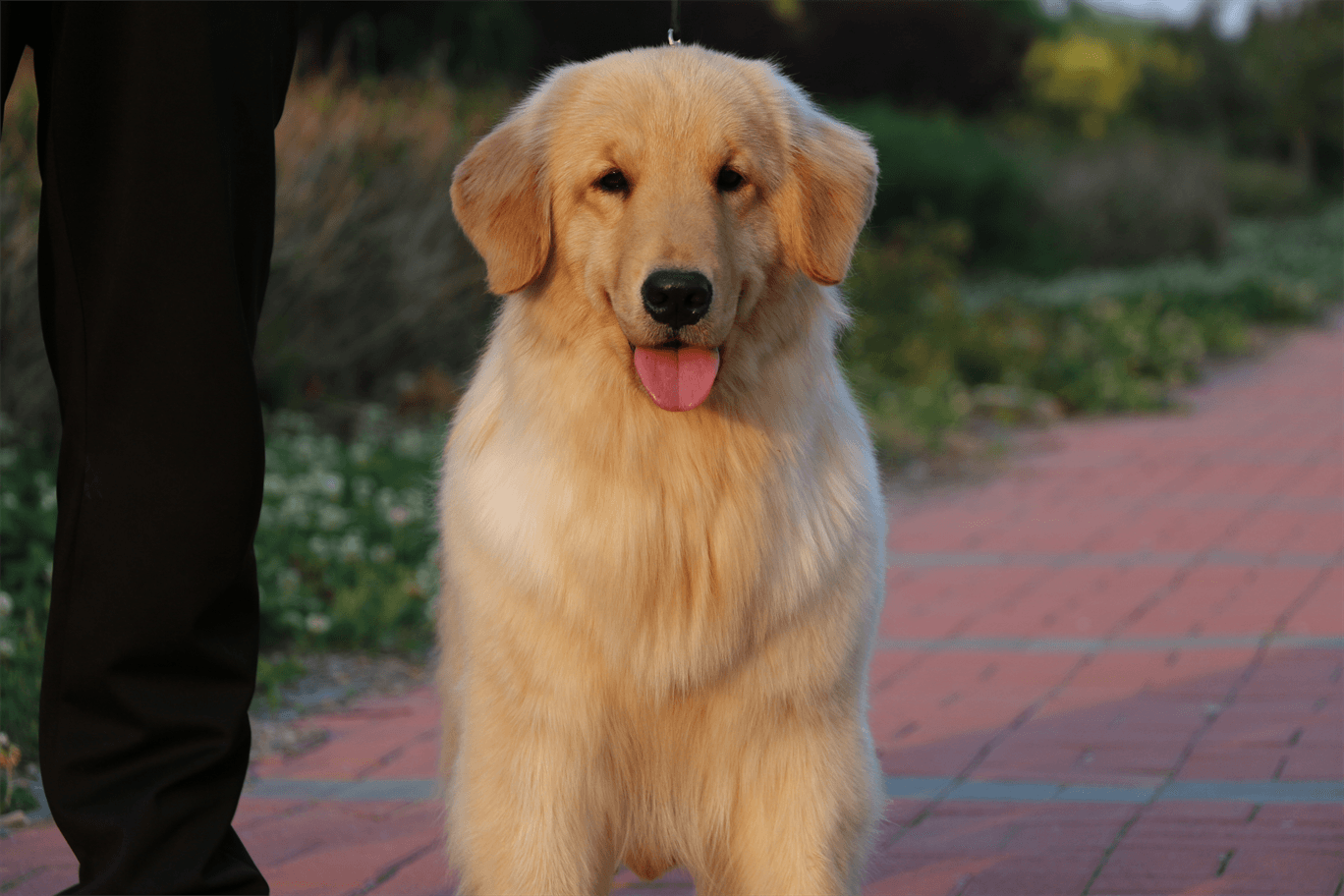 辛柳金毛犬舍种母：百合