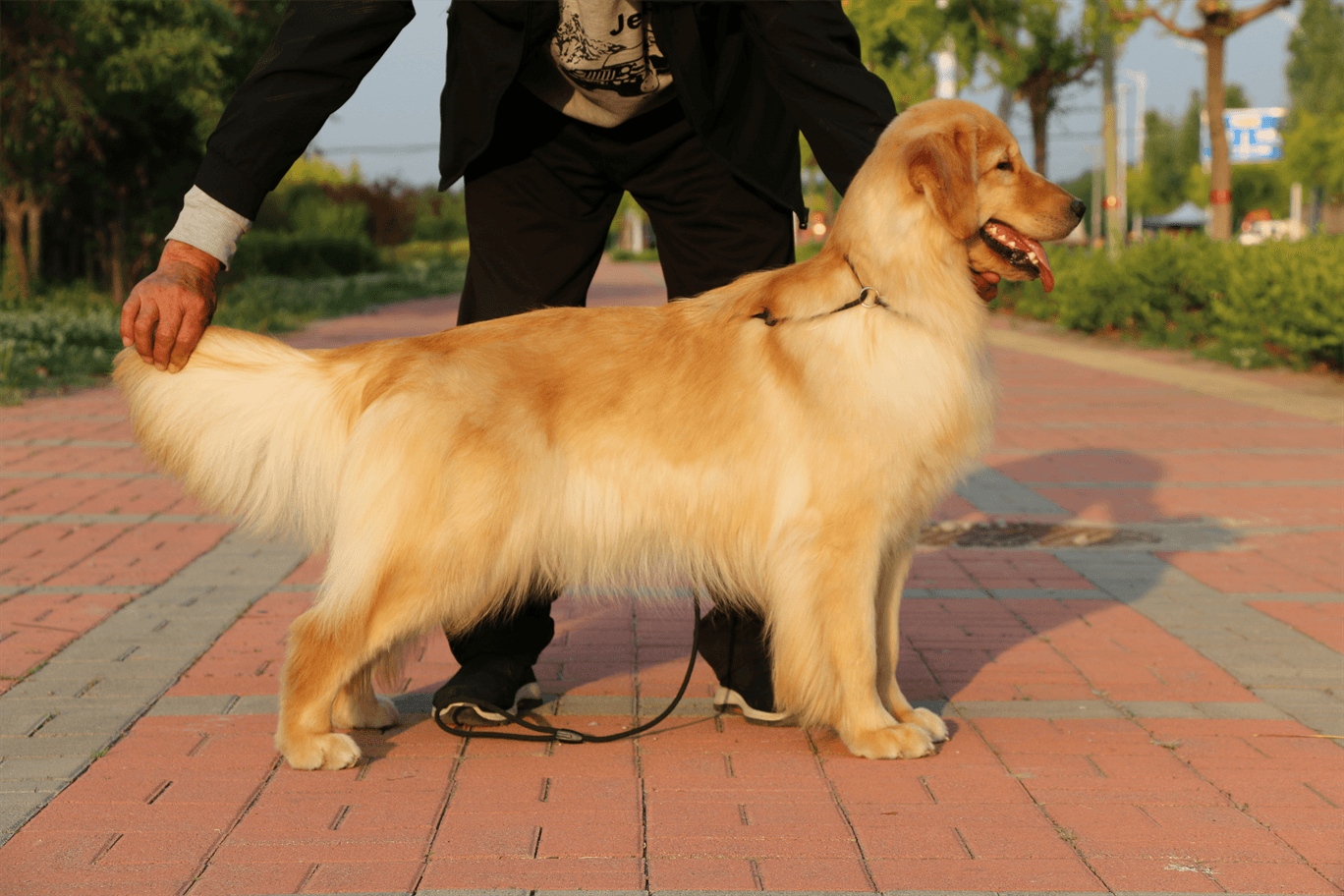 辛柳金毛犬舍种母：茉莉