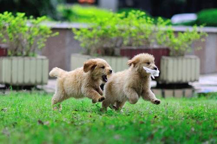 谈谈金毛幼犬疫苗接种问题