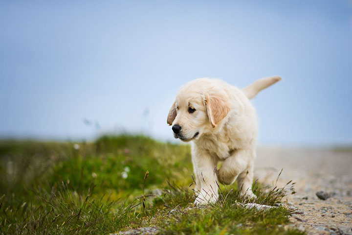 金毛幼犬感冒症状都有哪些？该怎么办？