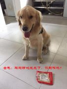 真金毛,假警犬,混警局,偷鸡腿,警察哥:拘一日