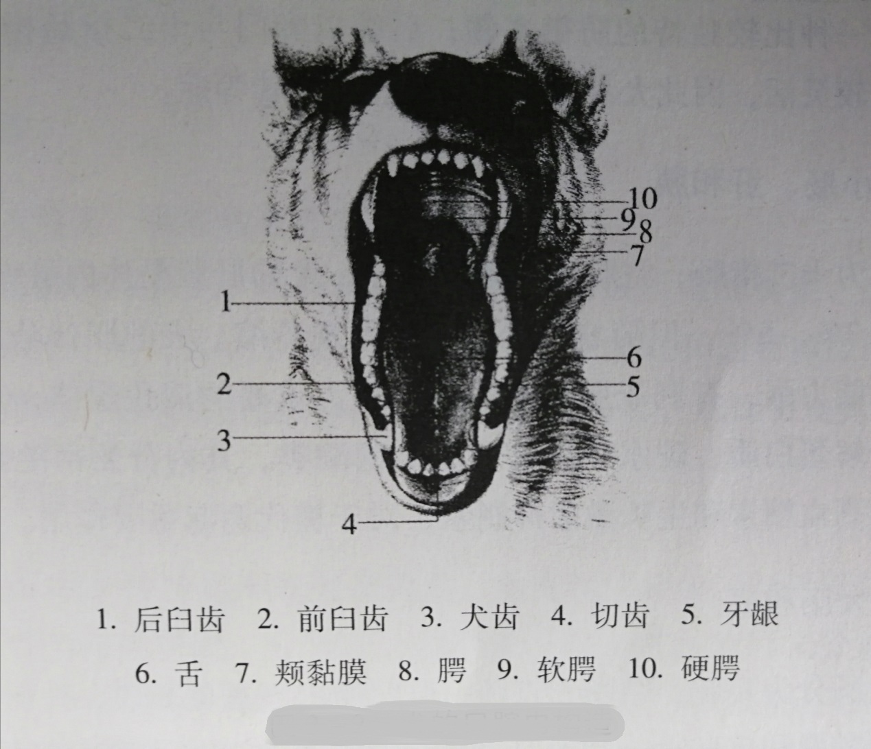 狗狗的消化系统都包括什么