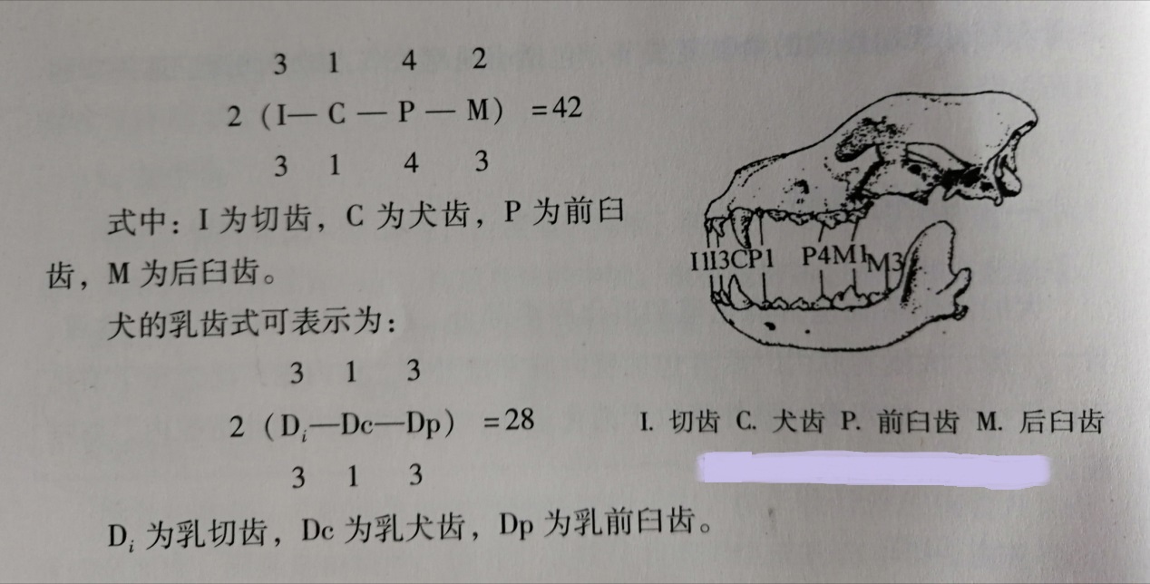 狗狗的消化系统之牙齿