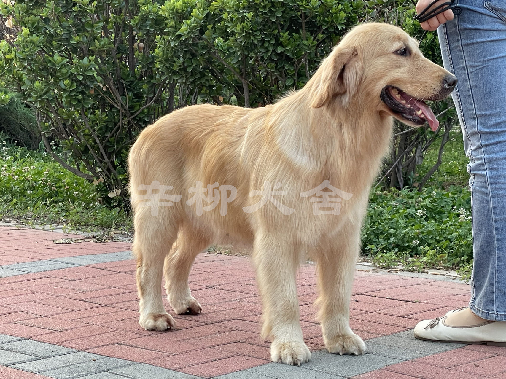 辛柳金毛犬舍种母：叮当