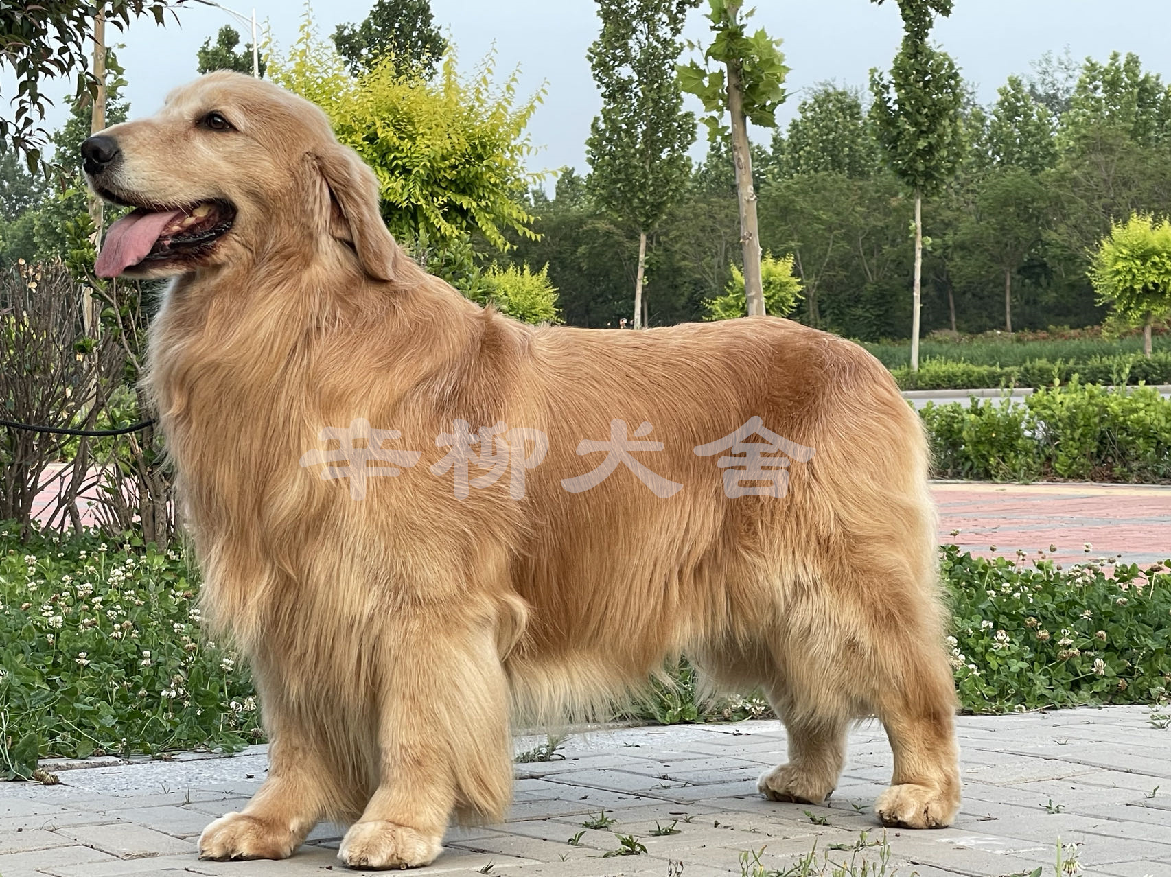 辛柳金毛犬舍种公：麦克