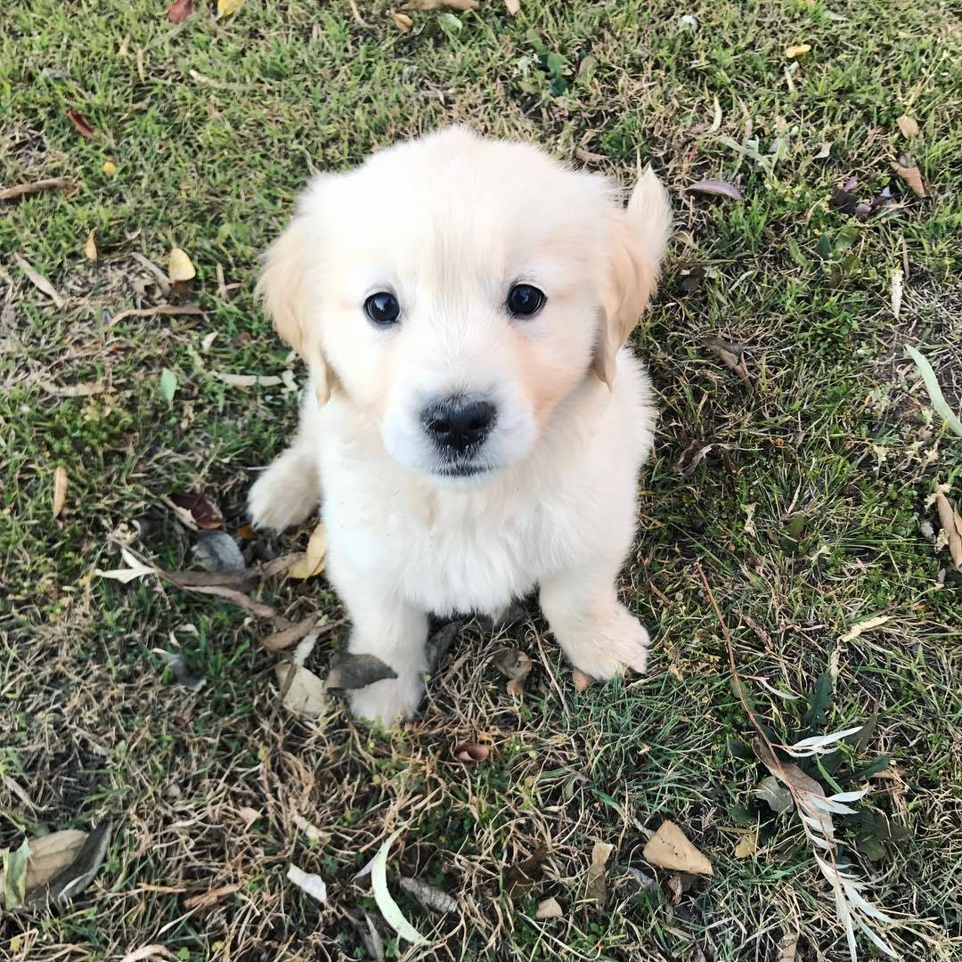 怎样训练金毛幼犬这八点要注意