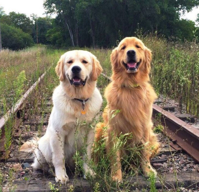 犬常见疾病：犬螨病