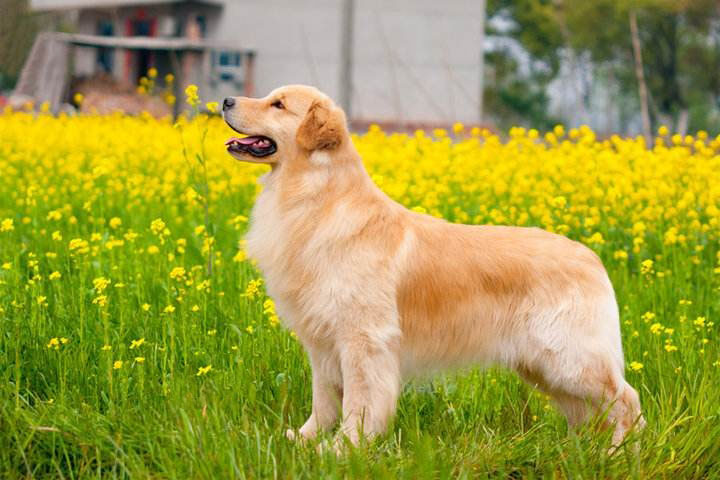 金毛犬的造型美容