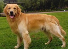 如何鉴别金毛犬，纯种金毛犬有哪些特征?（二）
