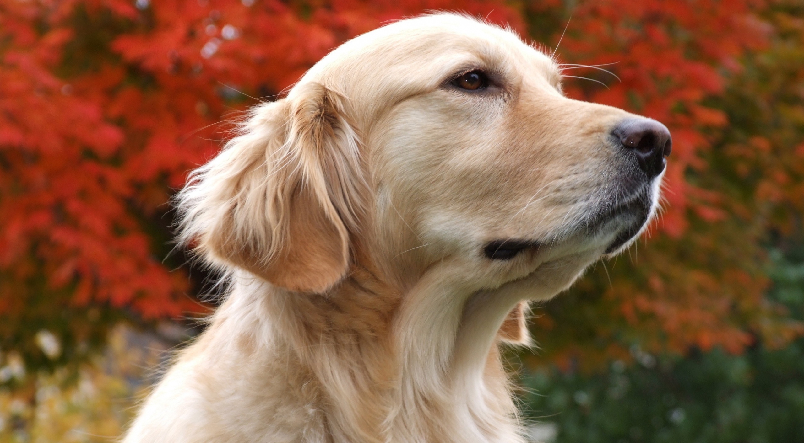 金毛犬是什么样的_百度知道