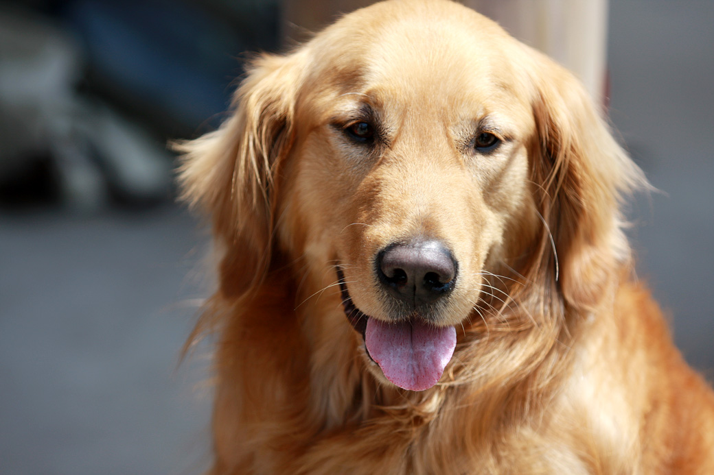 狗狗呼吸多少正常，狗狗的呼吸系统包括哪些?